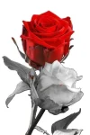 rose rose